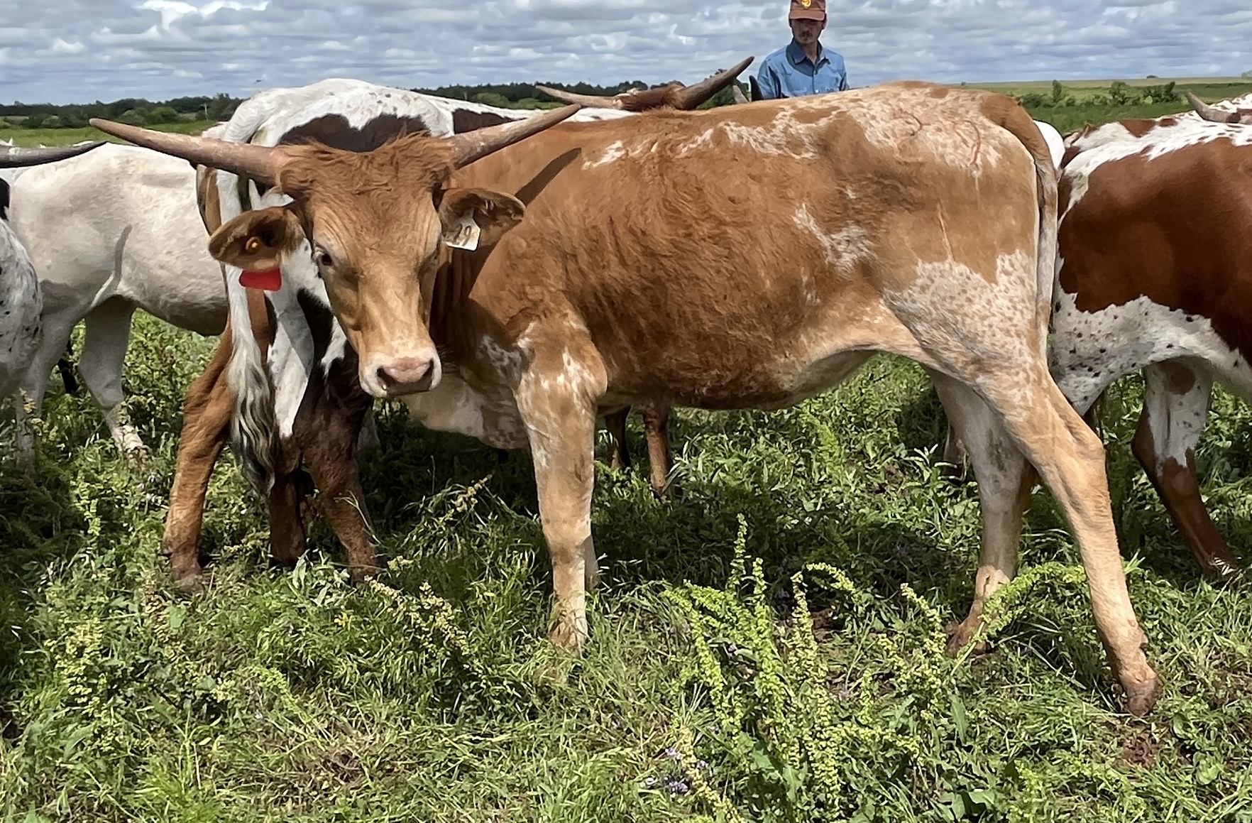 Cattle for Sale Oklahoma & Texas Longhorn Investments Semkin Longhorns